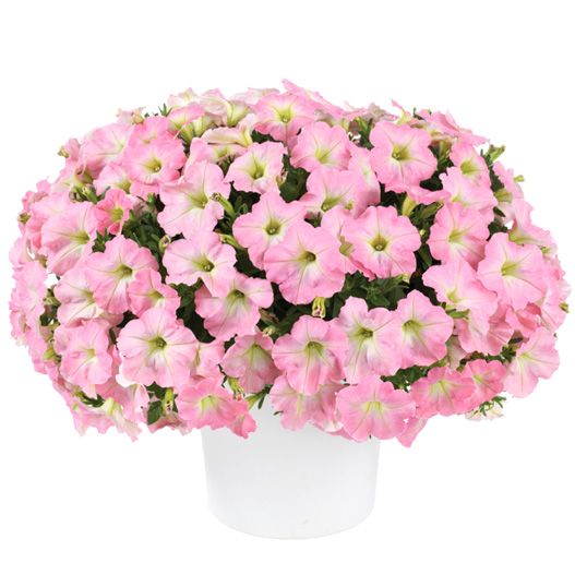 ペチュニア　カペラ 