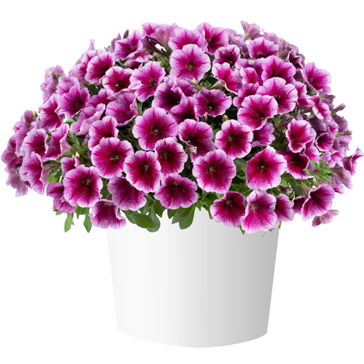 ペチュニア　カペラ 