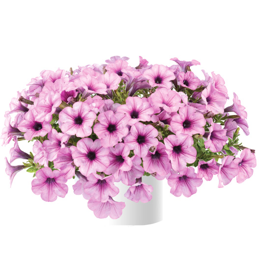 ペチュニア　カペラ 