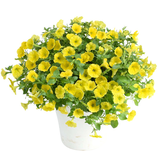 ペチュニア　カペラ 