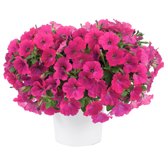 ペチュニア　カペラ 