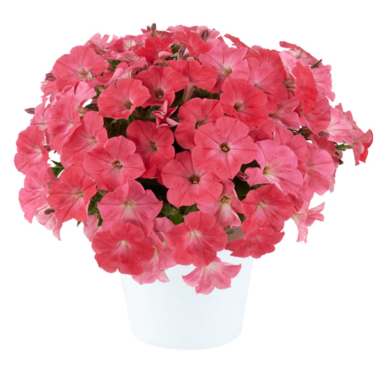 ペチュニア　カペラ 