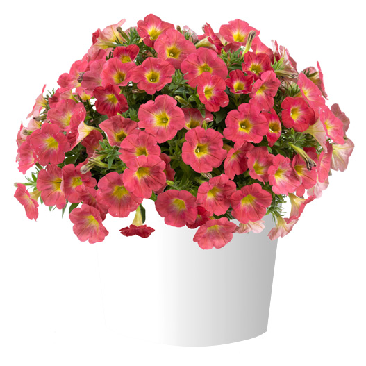 ペチュニア　カペラ 