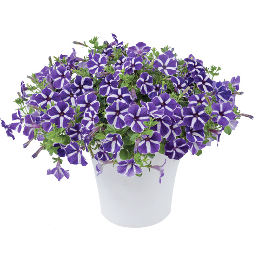 ペチュニア　カスカディアス 