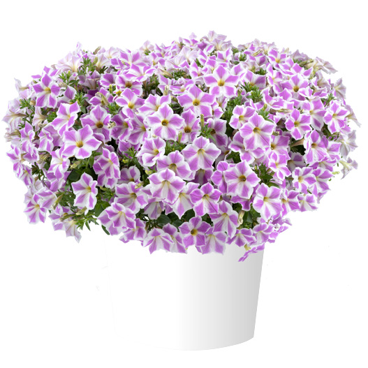 ペチュニア　カスカディアス 