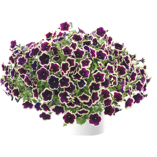 ペチュニア　カスカディアス 