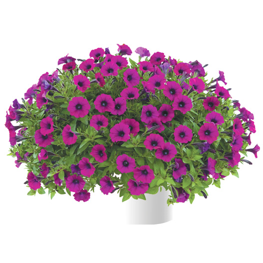 ペチュニア　リトルチュニア 