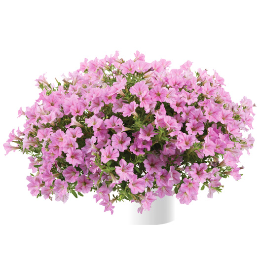 ペチュニア　リトルチュニア 