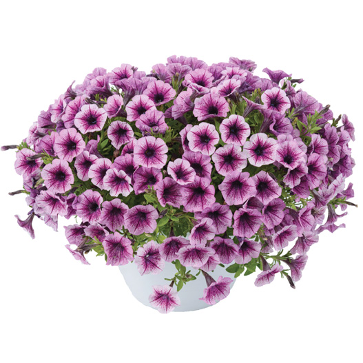 ペチュニア　リトルチュニア 