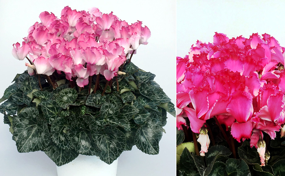 シクラメン　プリンセスマリアージュ<