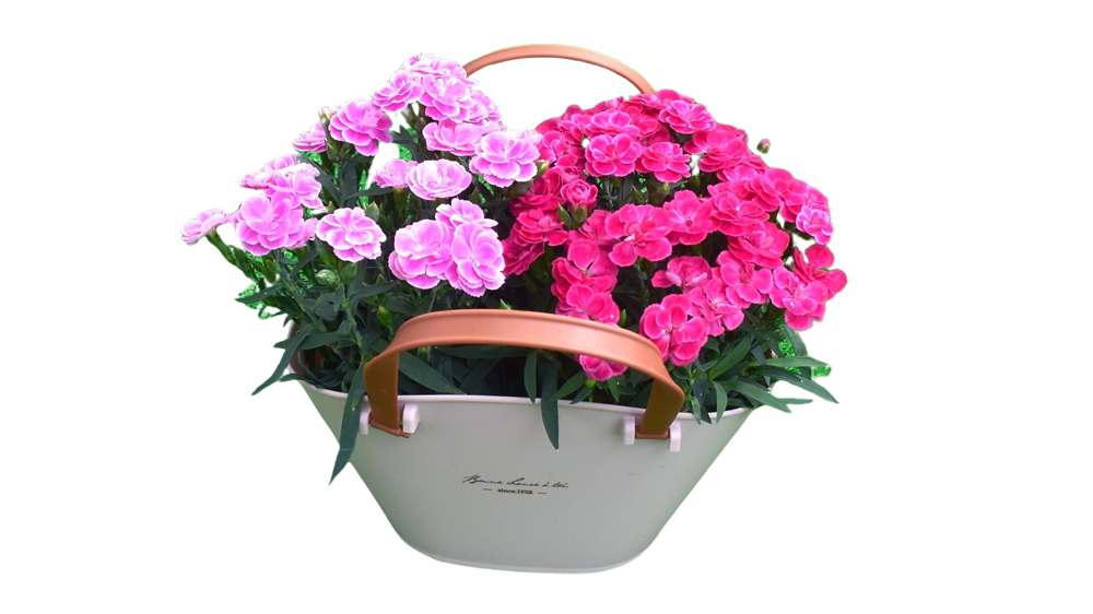 ダイアンサス　スイーツ<