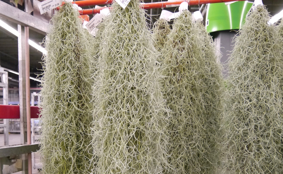 エアープランツ<