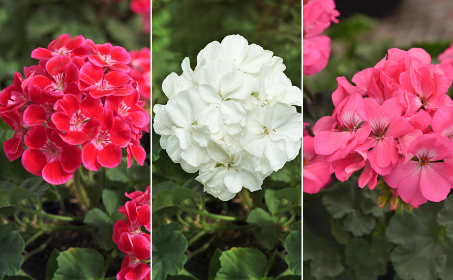 ゼラニウム　ショーケース<