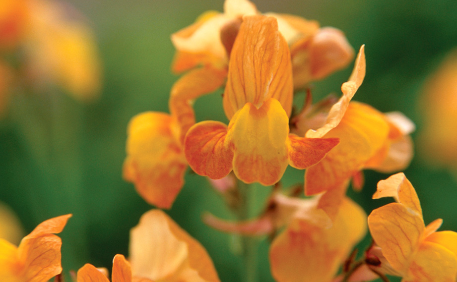 リナリア　グッピー シリーズ<