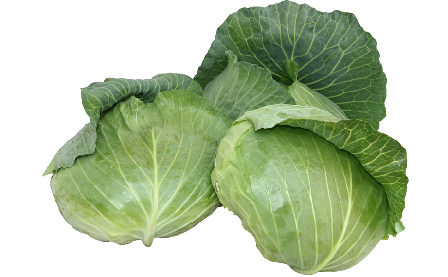 キャベツ　サトウくん<