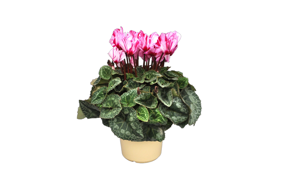 シクラメン　フォレスト ハーレカイン<