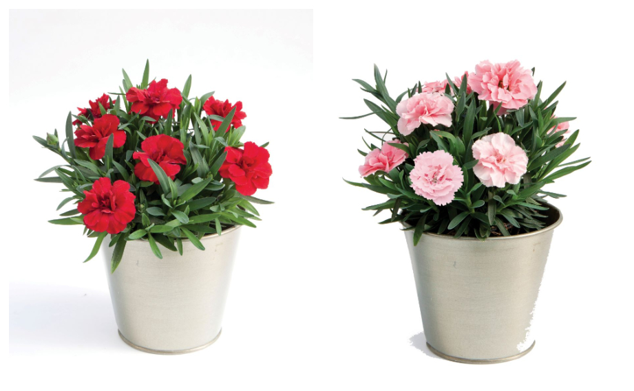 カーネーション　オスカー シリーズ<