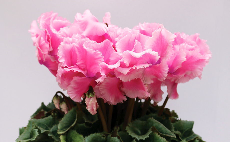 シクラメン F1　ルチア シリーズ<