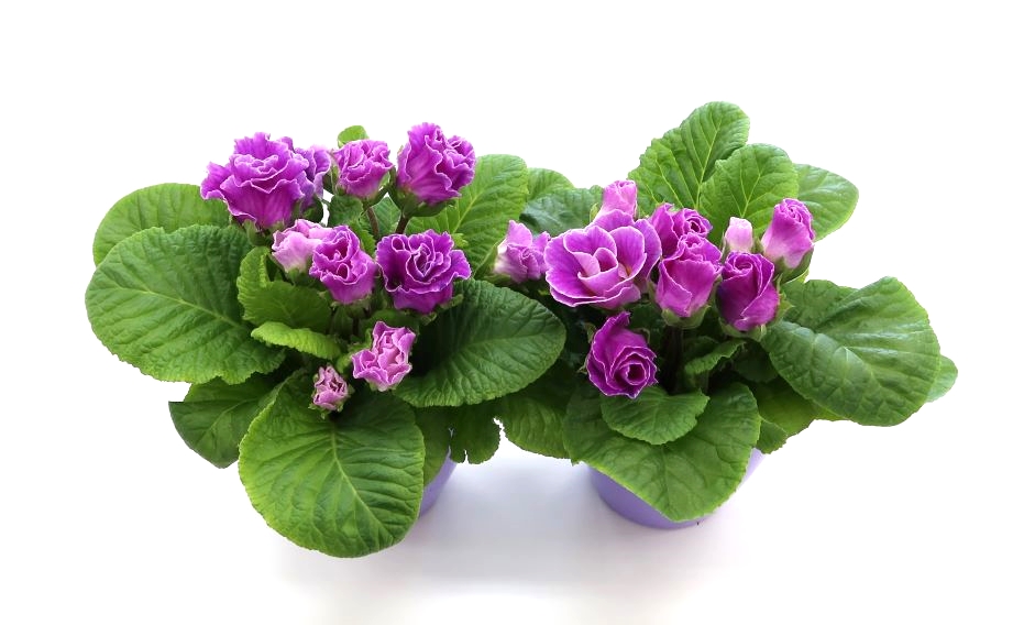 プリムラ ジュリアン　プレミアムジュリアン ブルーベリーのムース<