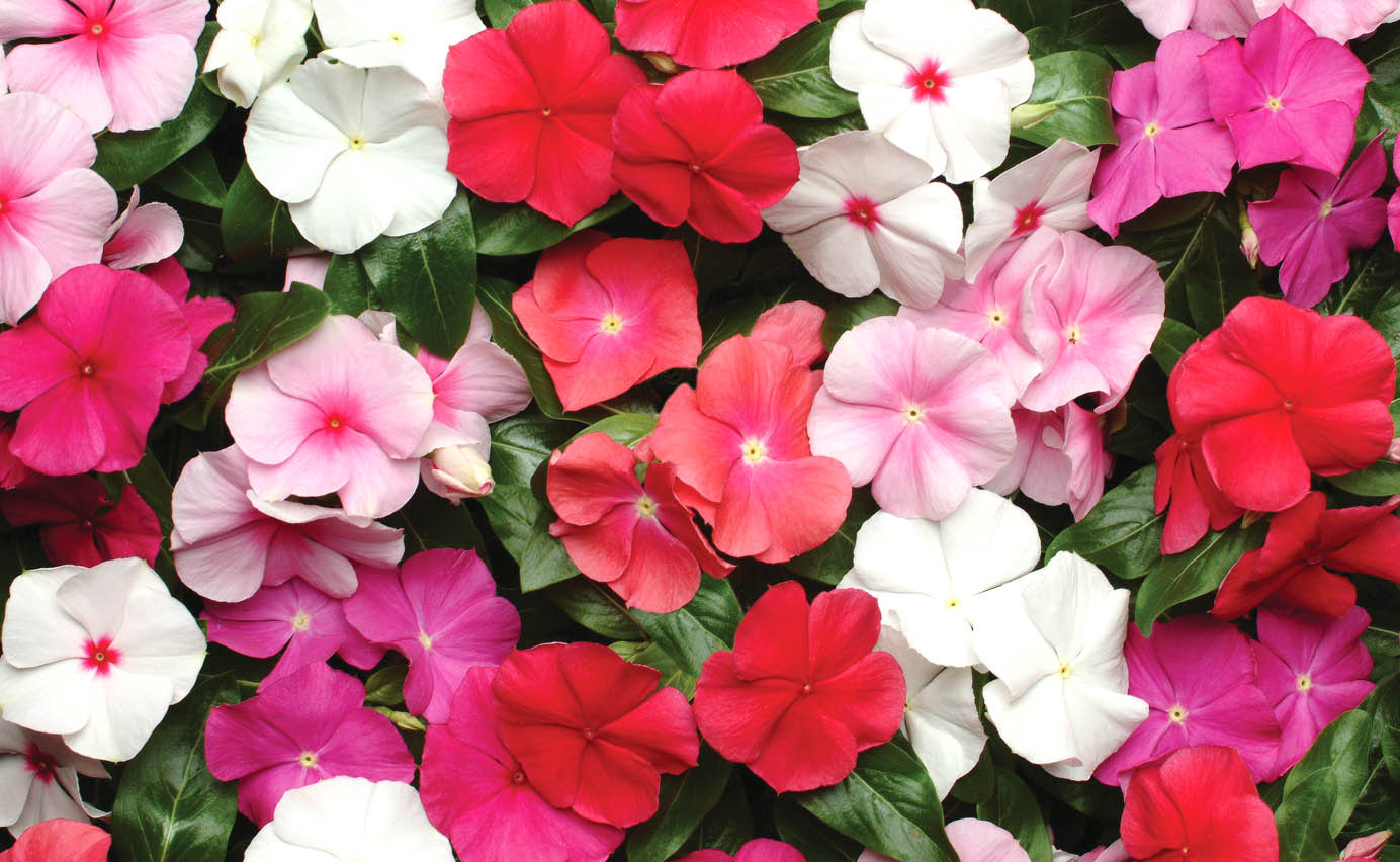 ビンカ　パシフィカXP シリーズ<