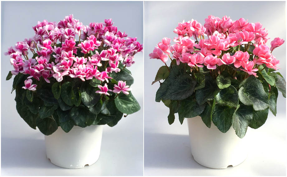 シクラメン　グランディエレガンス 大輪ダブル シリーズ<