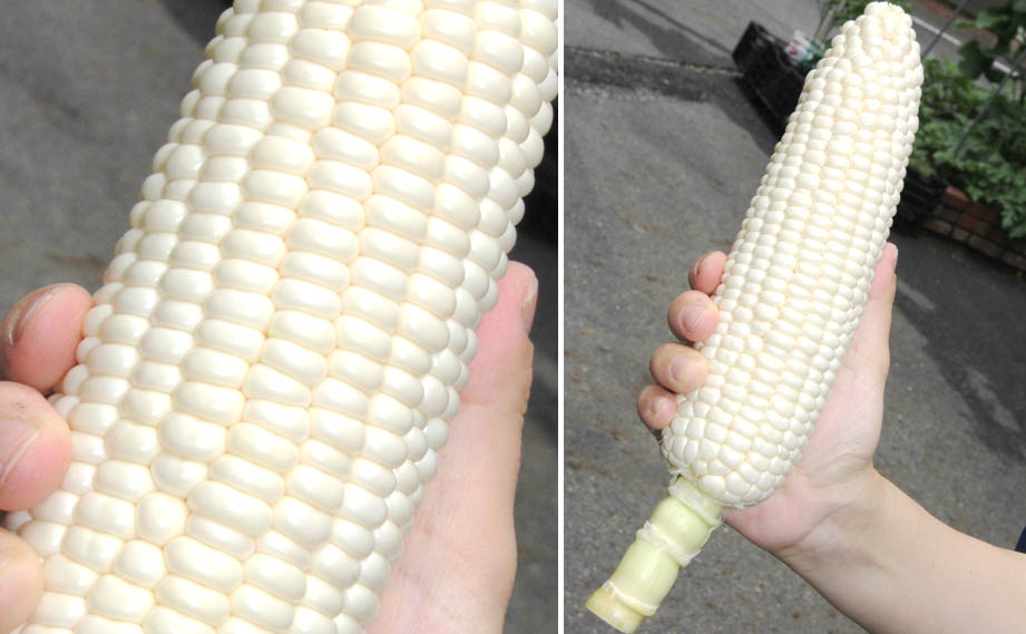 トウモロコシ　白いおおもの<