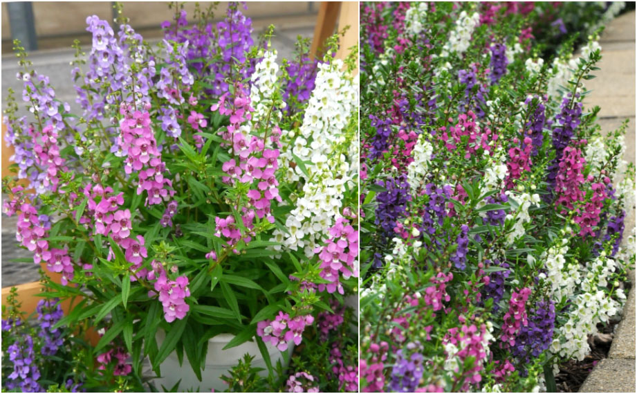 アンゲロニア F1　セレニータ シリーズ<