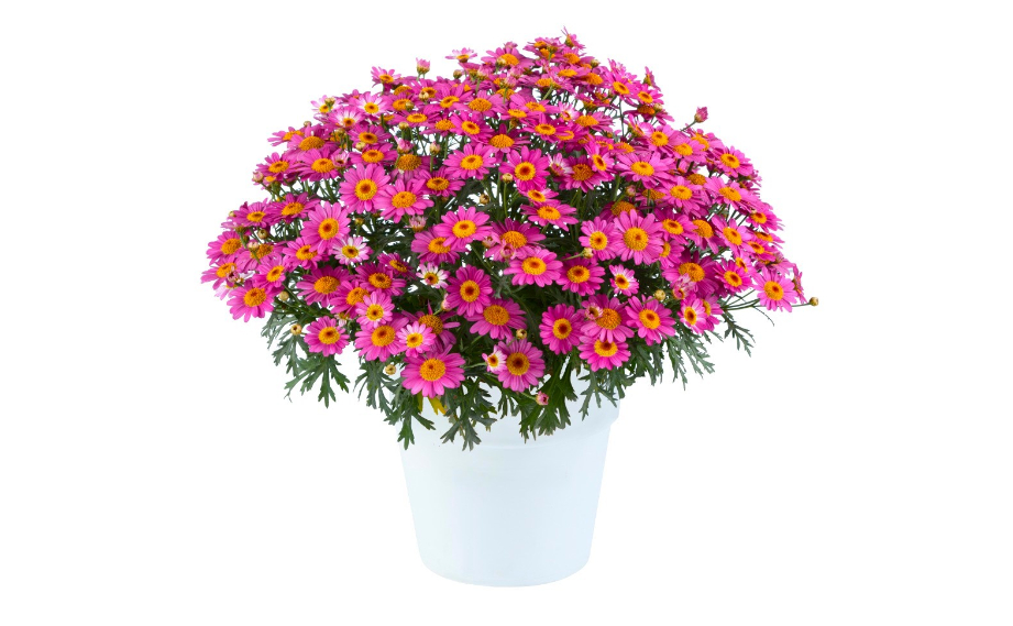 マーガレット　ロリーズ (Lollies)<