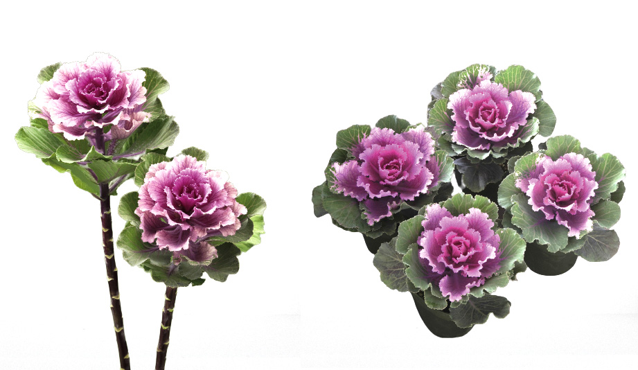 ハボタン F1　フレア系<