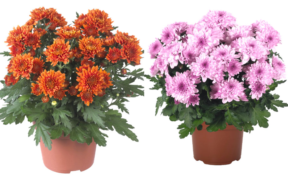 ポットマム　クリスタル シリーズ<