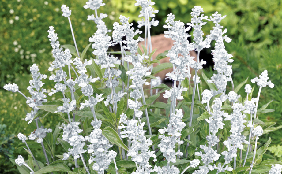 サルビア ファリナセア　エボリューション シリーズ<