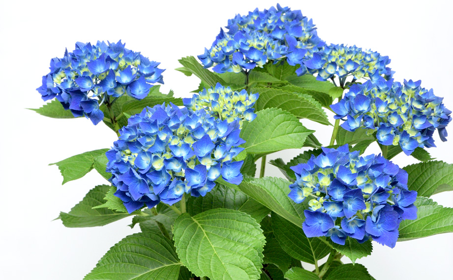 ハイドランジア　ミューズファクトリー No.05 青焔(せいえん)<