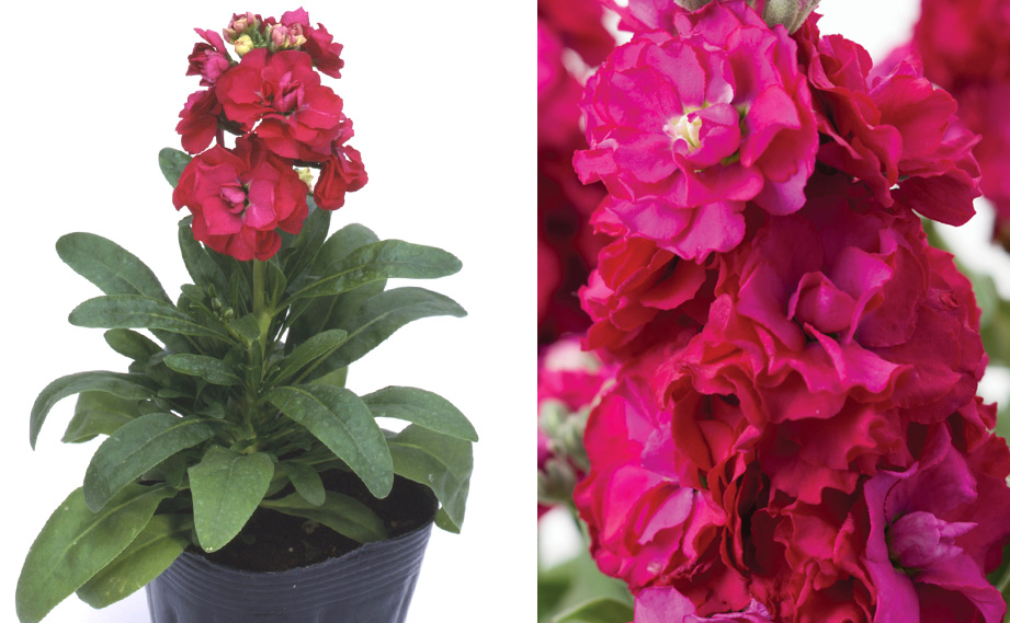 ストック　ベイビー シリーズ<