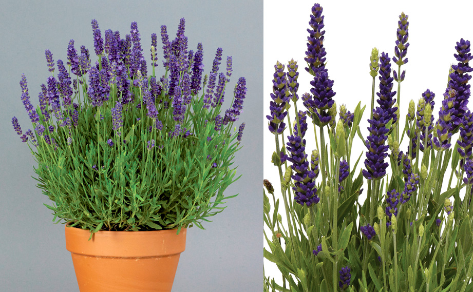 ラベンダー　ブルースピアー<