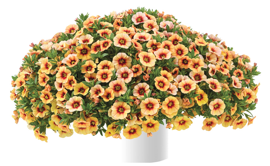 カリブラコア　アイコニック<