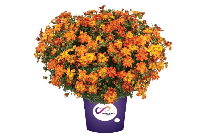 ビデンス　ブレージング ボルケーノ<