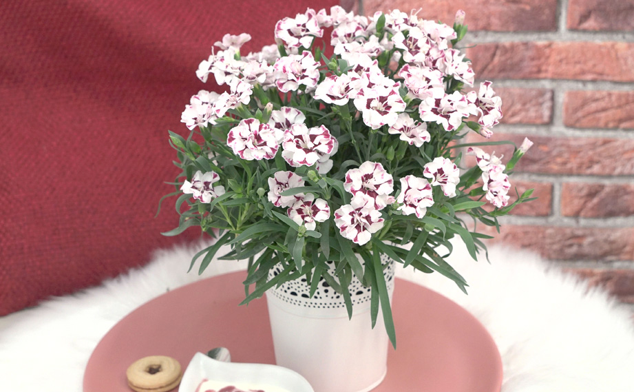 ダイアンサス　ディアンティカ<