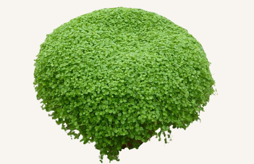 ミント　コルシカミント<