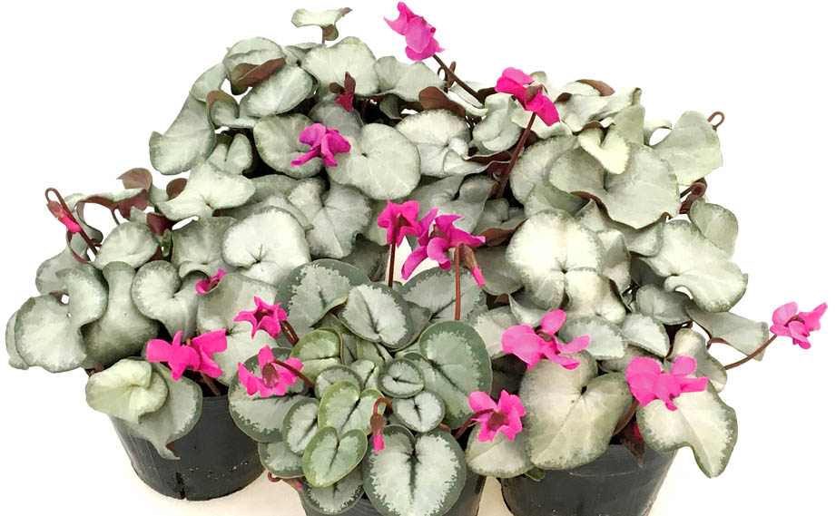 シクラメン コウム　シルバーリーフ シリーズ<