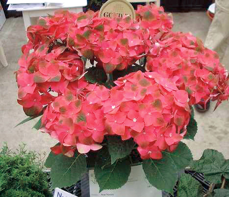 ハイドランジア　グリーンシャドウ<