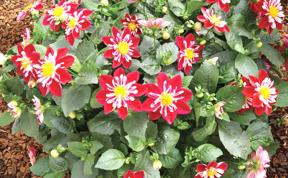 ダリア　スターシスター シリーズ<