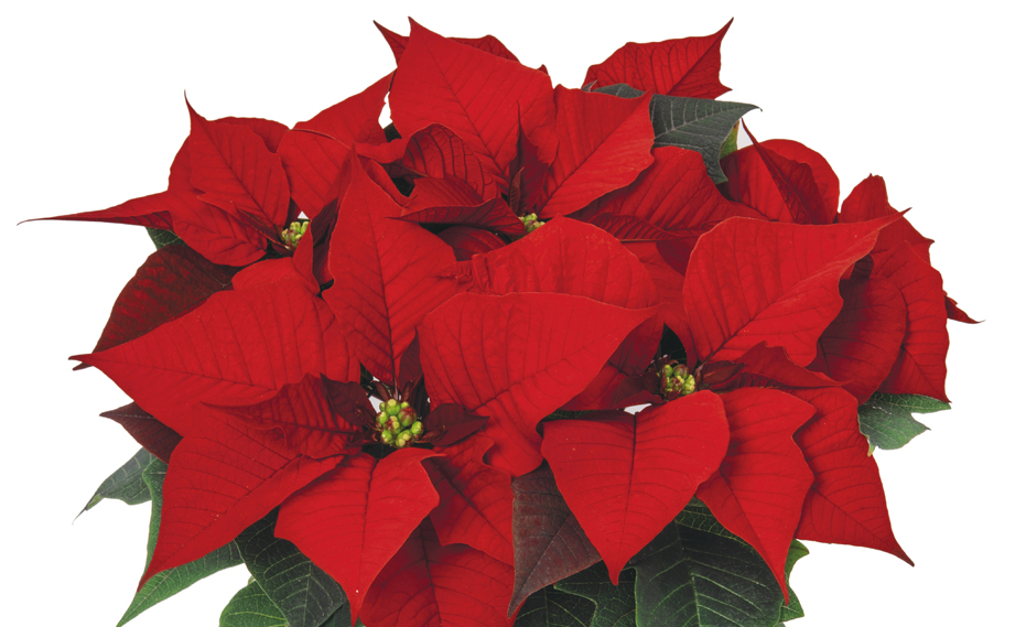 ポインセチア　アトランティックアーリーレッド<