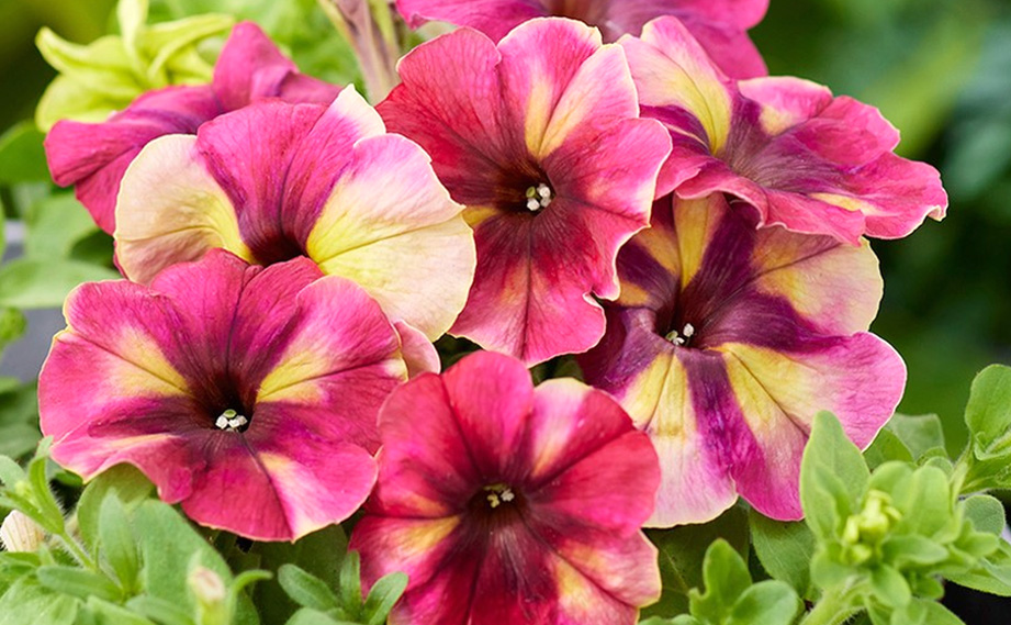 ペチュニア F1　シェイク<