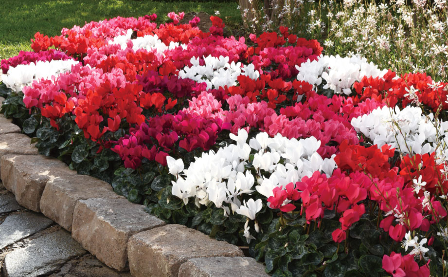 シクラメン　ドリームスケープ<