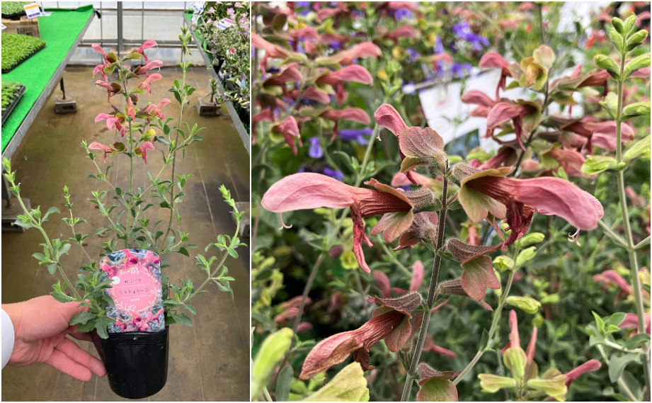 サルビア　ラスティセージ<