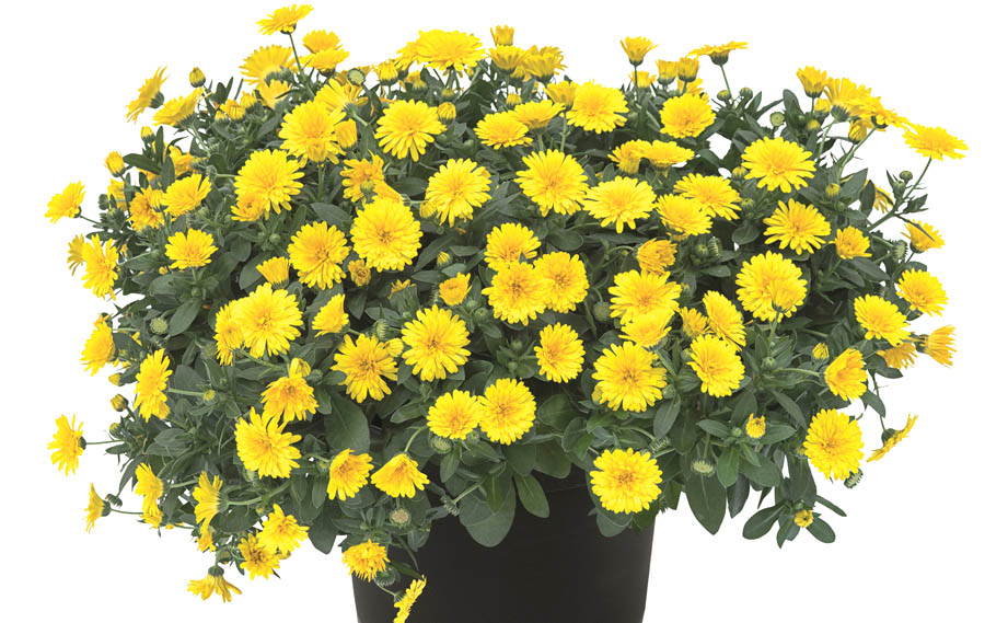 カレンデュラ　パワーデイジー サニー<