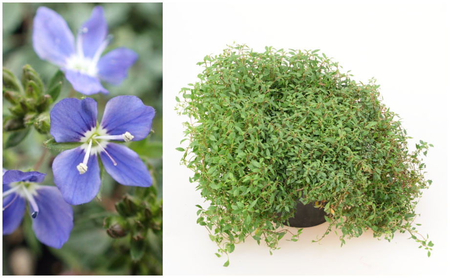 ベロニカ　ケンブリッジブルー<