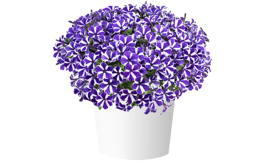 ペチュニア　レッドカーペットコレクション<