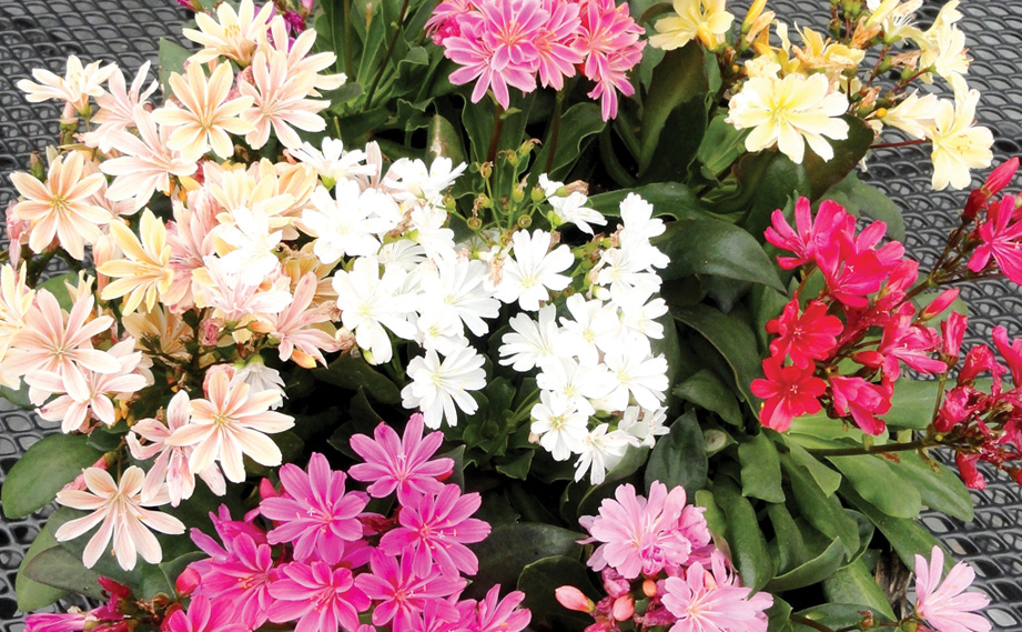 レウイシア　エリーゼ シリーズ<