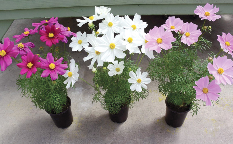 コスモス　アポロ シリーズ<